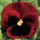 Виола Colossus® F1 Red with Blotch