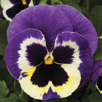 Віола Colossus® F1 Tricolor, 100 шт, Syngenta