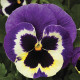 Віола Colossus® F1 Tricolor, 100 шт, Syngenta