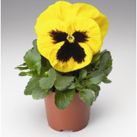 Віола Colossus® F1 Yellow with Blotch, 100 шт, Syngenta