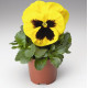 Віола Colossus® F1 Yellow with Blotch, 100 шт, Syngenta
