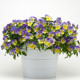Виола COOL WAVE® F1 BLUEBERRY SWIRL