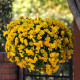 Виола COOL WAVE® F1 GOLDEN YELLOW