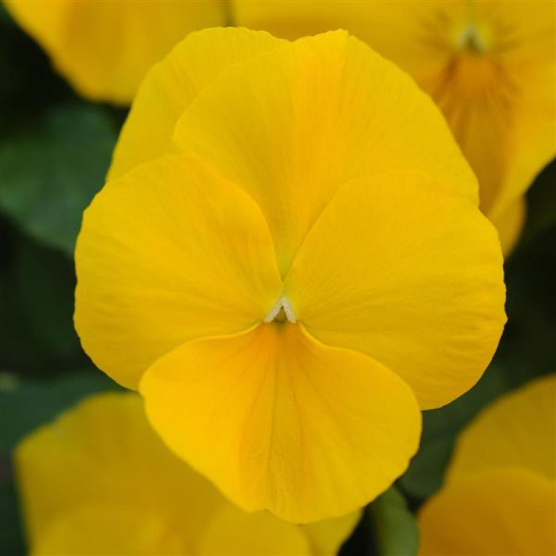 Виола COOL WAVE® F1 GOLDEN YELLOW