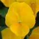 Виола COOL WAVE® F1 GOLDEN YELLOW