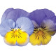 Виола COOL WAVE® F1 MORPHO