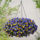 Виола COOL WAVE® F1 MORPHO