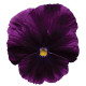 Віола COOL WAVE® F1 PURPLE, 5 шт, PanAmerican