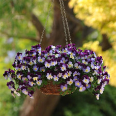  Віола ампельна COOL WAVE® F1 VIOLET WING, 5  шт, PanAmerican