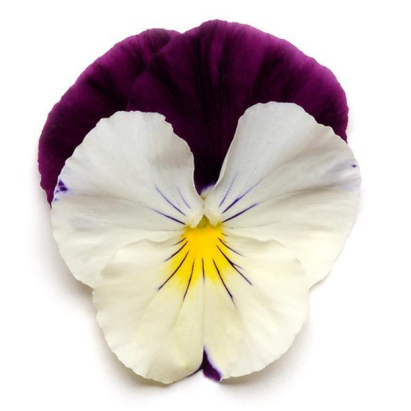 Віола ампельна COOL WAVE® F1 VIOLET WING, 5  шт, PanAmerican