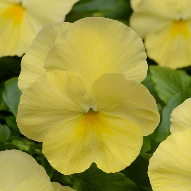Віола COOL WAVE® F1 LEMON, 1000 шт, PanAmerican