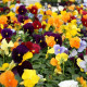 Виола Delta® F1 All Colours Mix