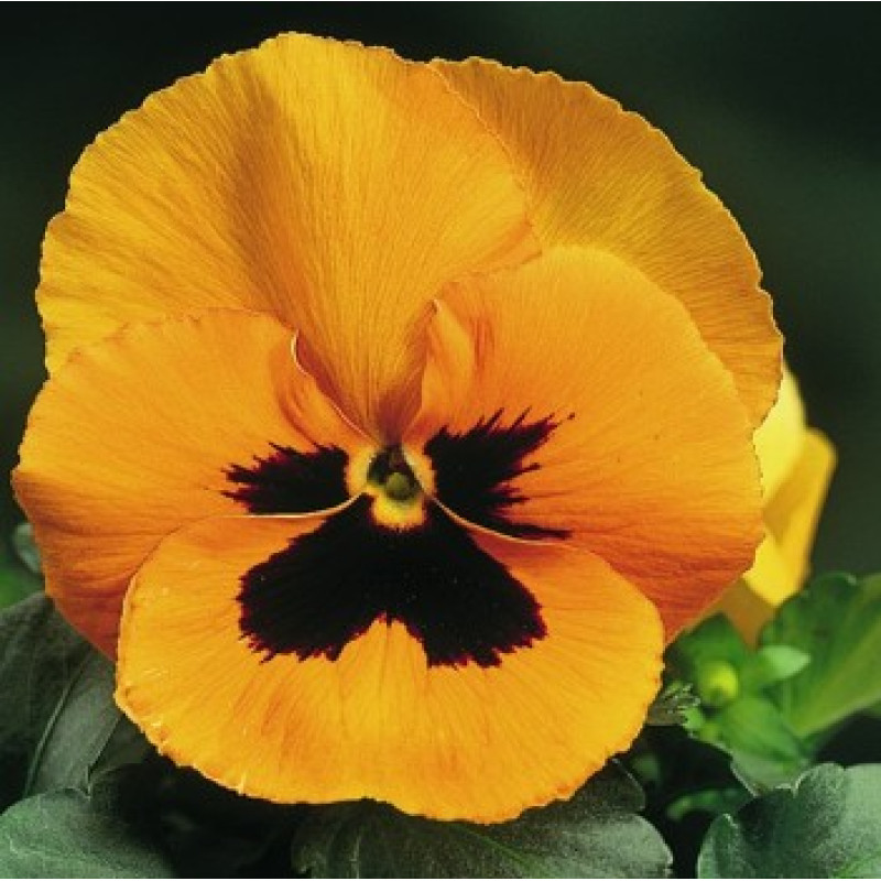 Віола Fino F1 Orange with Blotch, 25 шт, Syngenta