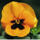 Віола Fino F1 Orange with Blotch, 25 шт, Syngenta