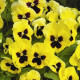 Виола Delta® F1 Primrose with Blotch