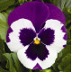 Виола Delta® F1 Violet & White
