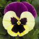 Виола Delta® F1 Yellow Purple Wing