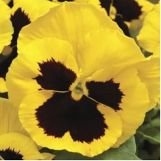 Виола Delta® F1 Speedy Yellow with Blotch