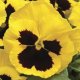 Віола Delta® F1 Speedy Yellow with Blotch, 25 шт, Syngenta