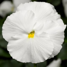 Виола Delta® F1 Pure White