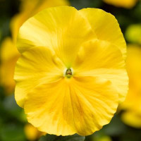 Віола Delta® F1 Speedy Clear Yellow 1000 шт, Syngenta