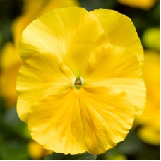 Віола Delta® F1 Speedy Clear Yellow, 25 шт, Syngenta