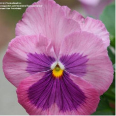 Виола Delta® F1 Pink Shades