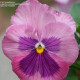 Виола Delta® F1 Pink Shades