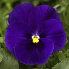 Віола Delta® F1 Deep Blue, 25 шт, Syngenta