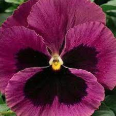Виола Delta® F1 Rose with Blotch