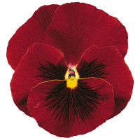 Віола Delta® F1 Pure Red, 500 шт, Syngenta