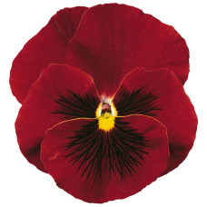Виола Delta® F1 Pure Red