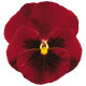 Віола Delta® F1 Pure Red, 500 шт, Syngenta