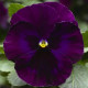Виола Delta® F1 Speedy Purple