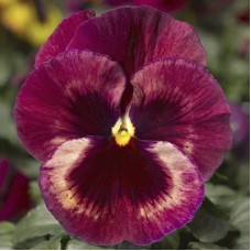 Віола Delta® F1 Speedy Rose Medley, 1000 шт, Syngenta