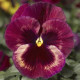 Віола Delta® F1 Speedy Rose Medley, 100 шт, Syngenta