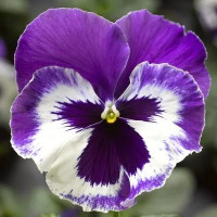 Виола Delta® F1 Speedy Violet and White