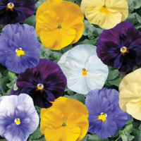 Виола Delta® F1 Pure Colors Mix