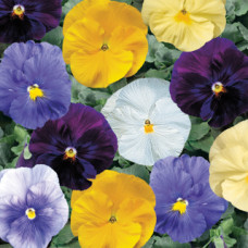 Віола Delta® F1 Pure Colors Mix, 25 шт, Syngenta