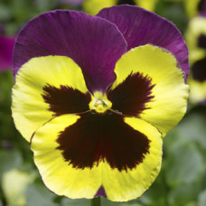 Виола Delta® F1 Speedy Yellow and Purple