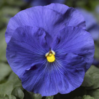 Віола Delta® F1 Speedy True Blue, 100 шт, Syngenta