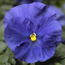 Віола Delta® F1 Speedy True Blue, 25 шт, Syngenta