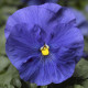 Віола Delta® F1 Speedy True Blue, 100 шт, Syngenta
