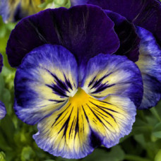 Віола Delta® F1 Blue Morpho, 25 шт, Syngenta