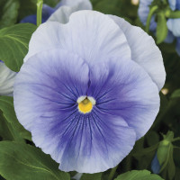 Виола Delta® F1 Pure Light Blue