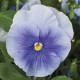Виола Delta® F1 Pure Light Blue