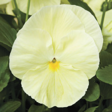 Виола Delta® F1 Pure Primrose