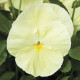 Виола Delta® F1 Pure Primrose