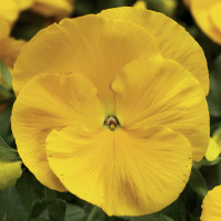 Виола Delta® F1 Pure Golden Yellow
