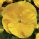 Виола Delta® F1 Pure Golden Yellow